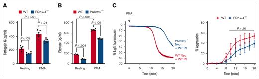 Combined deletion of PDK2/4 results in reduced neutrophil-mediated platelet aggregation. The extent of (A) cathepsin G and (B) elastase release was measured using enzyme-linked immunosorbent assay in WT or PDK2/4–/– neutrophils that were stimulated with PMA (50 nM) for 30 minutes. Values are mean ± SEM, n = 5 mice per group. Statistical analysis was performed using 2-way ANOVA followed by Tukey multiple comparisons test. (C) WT platelets were coincubated and stirred with WT or PDK2/4–/– neutrophils in an aggregometer before the addition of PMA (10 nM). Results are expressed as the percent change in light transmission with respect to the blank (buffer without platelets and neutrophils) set at 100%. Left: the representative aggregation curve is shown. Right: the line graph shows the quantified data for platelet aggregation. Values are mean ± SEM, n = 5 mice per group. Statistical analysis was performed using 2-way ANOVA followed by Šidák multiple comparisons test. Neu, neutrophils; Plt, platelets.