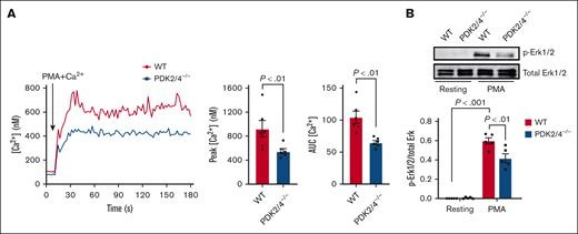 Double deletion of PDK2/4 inhibits intracellular Ca2+ concentration levels in PMA-stimulated neutrophils. (A) The intracellular Ca2+ concentration was measured in Fura-2AM–loaded WT or PDK2/4−/− neutrophils that were stimulated with PMA (2 nM) in the presence of 1.3 mM CaCl2. The representative curve for intracellular calcium Ca2+ concentration after stimulation with PMA is shown. The bar graphs show the peak Ca2+ level and the area under the curve (AUC). Values are mean ± SEM, n = 6 mice per group. Statistical analysis was performed using Mann-Whitney U test. (B) The Erk1/2 phosphorylation was measured in resting and PMA (50 nM)–stimulated WT and PDK2/4−/− neutrophils. A representative western blot for phosphorylated Erk1/2 is shown. Total Erk1/2 was used as a loading control. The bar graphs show densitometry analysis of immunoblots. Values are mean ± SEM, n = 5 mice per group. Statistical analysis was performed using 2-way ANOVA followed by Tukey multiple comparisons test.