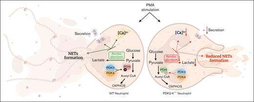A schematic depicting the role of the PDK/PDH axis in regulating neutrophil activation and NET formation. The deletion of PDK2/4 inhibits aerobic glycolysis, secretion, and intracellular Ca2+ levels in PMA-stimulated neutrophils, leading to reduced release of NETs.