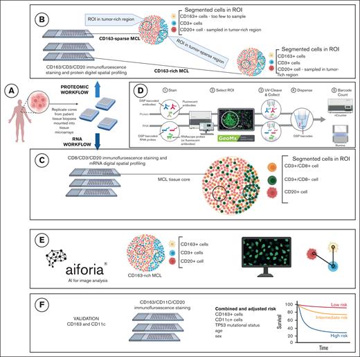 Schematic overview of the 3 workflows and the digital spatial technology. (A) Biopsies from patients diagnosed with MCL were embedded in formalin-fixed and paraffin-embedded blocks. Duplicate cores were sampled and transferred to a tissue microarray block. The full cohort was divided across 3 recipient blocks. Consecutive tissue sections were taken and used for the subsequent omics and image workflows. (B) For protein profiling, tissue was stained with fluorescent-labeled antibodies that targeted CD163, CD3, and CD20, together with barcoded antibodies that targeted 63 unique proteins. ROIs were selected in tumor-rich regions, and, when available, in tumor-sparse regions. Tumor-rich regions were defined as large carpets of mostly MCL cells, whereas tumor-sparse regions were dominated by T cells. Thresholding of Syto13, CD163, CD3, and CD20 allowed selection of MCL cells, CD163+ M2 macrophages, and T cells separately. Only a subset of the patients was CD163-rich (see “Methods” for definition), and the remaining patients were defined as CD163-sparse. (C) For mRNA profiling, tissue was stained with fluorescent-labeled antibodies targeting CD8, CD3, and CD20 together with barcoded-RNA probes targeting 1811 mRNAs. After technical filtering, 1482 mRNAs remained for biologic explorations. The threshold for Syto13, CD8, CD3, and CD20 allowed selection of MCL cells, cytotoxic T cells, and T-helper cells separately. (D) DSP was performed, and UV light was applied to each cell type segment in each ROI, thereby allowing aspiration of barcodes associated with the bound probes in each separate cell type and ROI. nCounter was used to count probes from the protein analysis, whereas Illumina sequencing was performed after library preparation of probes from the RNA profiling. (E) Image analysis using artificial intelligence–based software (Aiforia) was applied to the CD163/CD3/CD20 stained tissue sections. Tumor-rich and tumor-sparse regions were defined, and cells were segmented, classified according to their phenotype. The x/y coordinates were determined. Based on these data, cell frequencies and spatial metrics were determined. (F) Multiplex IF was used to validate the prognostic value of CD11c and CD163 combined.