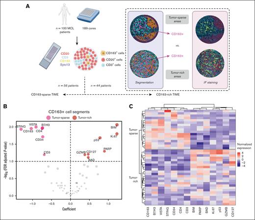 Spatial phenotypic profile of CD163+ cells in tumor-rich and tumor-sparse regions. (A) Tissue biopsies from 100 patients were evaluated with the GeoMx DSP technology and stained for CD20 (red), CD3 (light blue), CD163 (yellow), and Syto13 (dark blue) to identify MCL cells, T cells, and macrophages, respectively, and to measure the expression of 63 target proteins. Segmented and selected cells for which the protein quantification was measured are indicated as follows: CD20+ cells are marked in orange, CD3+ cells are marked in turquoise, and CD163+ cells are marked in pink. The biopsies from patients with MCL were then categorized into 2 groups, namely CD163-rich regions (n = 56) in which CD163+ cells could be sampled (at least 20 cells) and CD163-sparse region (n = 44) in which low or no CD163 infiltration was detected. The molecular comparisons of CD20+ cells and CD3+ cells using these groups are referred to as CD163-sparse vs CD163-rich TIMEs. Patients with CD163-rich MCL TIMEs were subsequently stratified based on the sampling of CD163+ cells in tumor-sparse regions (n = 17) or in tumor-rich regions (n = 24). The molecular comparison of CD163+ cells in these 2 tissue regions is referred to as tumor-sparse vs tumor-rich. (B) Significantly deregulated proteins among the 63 targeted proteins are visualized by plotting the LMM coefficient (x-axis) vs the false discovery rate (FDR) values (y-axis) in which proteins (marked in red) in the right part of the plot are higher in CD163+ segments collected in tumor-rich regions, and proteins (marked in pink) higher in CD163+ cells in tumor-sparse regions are shown to the left. To account for different numbers of segments collected per patient, a LMM with patient ID and tissue included as random effects were used to assess both the significance and relevance of each marker. Significantly differentially expressed proteins (FDR < 0.1) are indicated by name. (C) Heat map representation of the significant differential protein expression between CD163+ cells in tumor-rich and tumor-sparse ROIs. Data are normalized by column and protein intensities are displayed as colors ranging from red to blue as shown in the key. Rows are clustered based on spatial localization and columns are clustered using Ward error sum of squares method. Coefficients and FDR values are listed in supplemental Table 4.