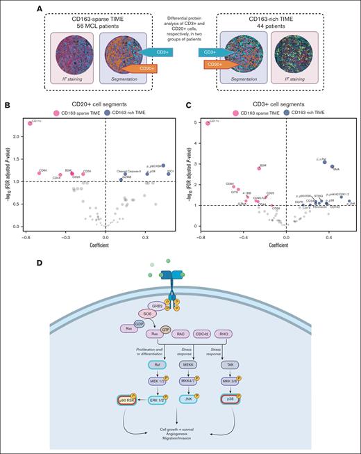 Characterization of the phenotypic profile in tumor microenvironments in CD163-rich and CD163-sparse segments. (A) CD20+ MCL cells and infiltrating CD3+ cells were sampled in 56 patients with CD163-sparse (left) and 44 patients with CD163-rich (right) MCL TIMEs. IF staining of CD20+ cells are shown in red, CD3+ cells are shown in light blue, CD163+ cells are shown in yellow, and nuclear staining is in dark blue. Marked segments to be collected are shown in orange for CD20+ cells and turquoise for CD3+ cells. (B,C) Significantly deregulated proteins were visualized by plotting the LMM coefficients (x-axis) against the FDR–adjusted P values (y-axis), and proteins (shown in blue) in the right part of the plot are higher in CD163-rich MCL TIMEs and proteins (shown in red) in the left part of the plot are higher in CD163-sparse MCL TIMEs. Expression of the 63 targeted proteins in either (B) CD20+ cells or (C) CD3+ cell segments are compared. The LMM model included patient as a random effect, and proteins that were significantly differentially expressed (FDR < 0.1) are indicated by name. Coefficients and FDR values are listed in supplemental Tables 5 and 6. (D) Schematic representation of the MAPK pathway. Highlighted in red are proteins that showed increased levels in CD20+ cell segments in CD163-rich MCL. Highlighted in light blue are proteins that show increased levels in CD3+ cell segments in CD163-rich MCL TIMEs.