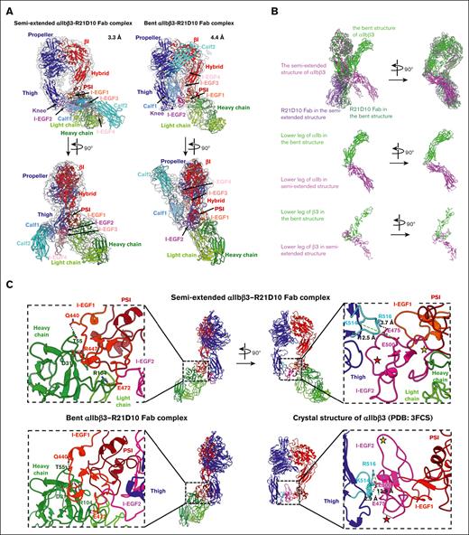 Cryo-EM structures of R21D10 Fab in complex with αIIbβ3 in 2 different conformations. (A) Atomic models of the αIIbβ3-R21D10 Fab complex in 2 conformations, with legs being semiextended (left) or bent (right). Both structures are colored based on individual domains. (B) Comparison of superimposed bent (green) and semi-extended (magenta) conformations of the αIIbβ3-R21D10 Fab complexes. Both structures are shown as ribbon diagram. The bent and semiextended structures of αIIbβ3 are superimposed and colored green and magenta, respectively; the corresponding R21D10 Fab structures are colored dark green and dark magenta, respectively (top). The αIIb thigh, calf-1, and calf-2 domains in bent (green) and semiextended (magenta) conformations (middle). The β3 hybrid, PSI, and integrin-epidermal growth factor 1 (I-EGF1)-4 domains in bent (green) and semiextended (magenta) conformations (bottom). (C) Interaction between αIIbβ3 and R21D10 Fab in semiextended (top) and bent conformations (bottom). Interaction between I-EGF1 domain and R21D10 Fab (left). Interaction of the I-EGF2 domain with its surrounding area (right). Enlarged views of the interactions (boxed) are shown with individual domains colored and labeled. Each subunit participating in the interactions is depicted in a different color and labeled. Key residues involved in these interactions are shown with side chains. Propeller and thigh domains from the αIIb subunit are represented with red color, whereas βI and hybrid domains are represented with blue color. The PSI, I-EGF1, and I-EGF2 domains are shown in dark red, orange-red, and magenta, respectively. The charge interactions are indicated by dotted red lines, whereas the hydrogen bonds are indicated by dotted black lines. Dotted green lines indicate the hydrogen bonds that are lost when going back and forth between the bent and semiextended conformations. Conformational changes in the 2 loops of the I-EGF2 domain are indicated by orange and red asterisks, respectively. The loop containing the Lys514-Arg516 segment within the thigh domain is colored with cyan in both conformations.