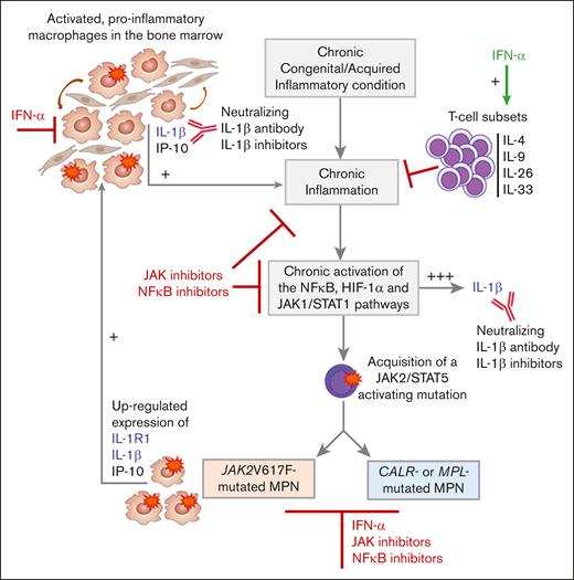 JAK2V617F-dependent vs mutation-independent IL-1β and inflammation in MPNs. Blood levels of numerous cytokines, including strongly inflammatory IL-1β, are elevated in all subtypes of JAK2-, CALR- or MPL-mutated MPNs. Several cytokines over-expressed in MPNs, including IL-1β, are produced by nonmutated cells, and inflammation may precede the acquisition of JAK2/STAT5-activating mutations. For instance, autoimmune disease can cause chronic inflammation and IL-1β production, eventually leading to the acquisition of JAK2 CALR or MPL mutations and MPN. In vitro studies showed that expression of CALR mutants did not induce cytokine production. In contrast, JAKV617F clearly increases the expression of IL-1R1, IL-1β and IP-10. In JAK2V617F-mutated MPNs, JAK2V617F-induced expression of IL-1β and IL-1R1 further stimulates cytokine production and inflammation, by both the mutated and nonmutated cells in the bone marrow. Inflammation and JAK1- and JAK2V617F-dependent IL-1β production are sensitive to most JAK inhibitors. In contrast, JAK inhibitors have no effect on IL-1β action, since IL-1β does not signal via JAK/STAT. However, IL-1β can be inhibited by IL-1β antagonists, neutralizing anti-IL-1β antibodies, and NF-κB inhibitors. Importantly, IFN-α represses IL-1β and stimulates T-lymphocyte subsets that secrete anti-inflammatory IL-4, and IL-9, a prothrombopoiesis and prothrombosis cytokine.