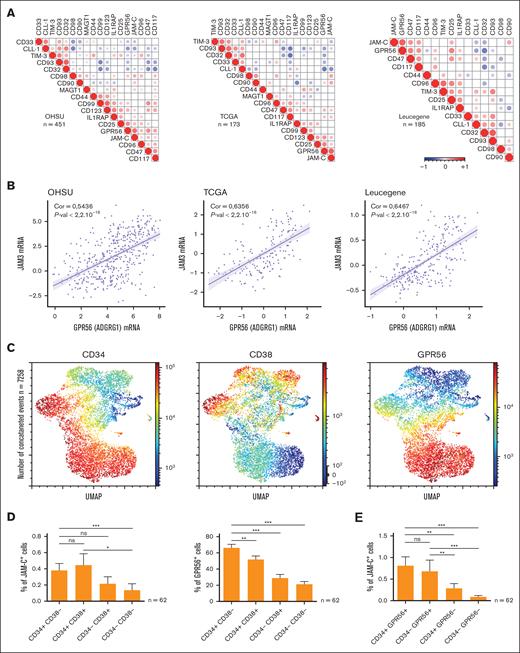 Expression of LSC markers in AML. (A) Pearson correlation analysis of genes encoding known AML LSC markers in 3 independent cohorts. Color and size represent the direction and the magnitude of the correlation, respectively. Only correlations with P < .05 are shown. (B) Scatter plots showing the relationship between JAM3 and GPR56 mRNA expression for individual samples of the indicated cohort. Pearson correlation and P value are shown. (C) Uniform manifold approximation and projection (UMAP) plots of flow cytometry results showing expression of the indicated markers by JAM-C–expressing cells obtained from 62 concatenated samples; 7258 cells are shown. (D) Histogram showing the frequency of cells expressing JAM-C (left panel) or GPR56 (right panel) within the indicated phenotypic compartment defined by CD34 and CD38 expression. (E) Histogram showing the frequency of JAM-C–expressing cells within the indicated phenotypic compartment defined by combination of GPR56 and CD34 expression as described in Pabst et al.17 Data are represented with mean ± standard error of the mean (SEM); ns, not significant; ∗P < .05; ∗∗P < .01; ∗∗∗P < .001.