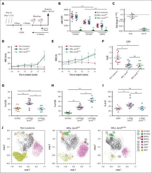Conditional deletion of Jam3 in HSPCs before leukemic onset exacerbates imbalanced hematopoiesis in an iMLL-AF9 mouse model. (A) Scheme illustrating the experimental procedure used for generation and analysis of conditional Jam3–deficient leukemic mice (iMLL Jam3ko/ko), wild-type leukemic mice (iMLL Jam3fl/fl), or nonleukemic control wild-type mice. (B) Graph showing the mean of fluorescence intensity (MFI) of JAM-C on indicated hematopoietic subsets isolated from the BM at end point. Results are shown for nonleukemic (filled circles), leukemic Jam3-proficient (empty squares), and Jam3-deficient animals (filled squares). (C) Graph showing the fold change in transcriptional expression of actin (Actb) and Jam3, 9 days after the last poly (I:C) injection at the time of leukemia induction with DOX. (D) Graph showing evolution of WBC in indicated group of animals. Time scale is normalized to end point. (E) Graph showing evolution of red cell distribution width (RDW) in indicated group of animals. (F-I) Graphs showing the relative frequencies of LSKs (F), LT-HSCs (G), ST-HSCs (H), and GMPs (I) isolated from the BM of nonleukemic (filled circles), leukemic Jam3-proficient (empty squares), and Jam3-deficient animals (filled squares). (J) UMAP projection of Lin−/c-Kit+/Sca-1+/− cells isolated from nonleukemic (left panel), iMLL Jam3fl/fl (middle panel), or iMLL Jam3ko/ko mice (right panel). Cell populations are color coded according to fluorescence-activated cell sorting gating and downsampling is adjusted to 2907 cells in all panels. Data are represented with mean ± SEM; ns, not significant; ∗P < .05; ∗∗P < .01; ∗∗∗P < .001. CMP, common myeloid progenitor; MEP, megakaryocyte-erythrocyte progenitor; MPP, multipotent progenitor.