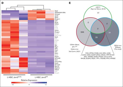 Jam3 deficiency before leukemic onset upregulates AP-1/TNF-α transcriptional network in HSPCs. (A) Volcano plot displaying DEGs between L-HSCs isolated from the BM of Jam3–proficient (iMLL Jam3fl/fl) and Jam3–deficient (iMLL Jam3ko/ko) leukemic mice (n = 3 per genotype). The vertical axis shows the mean expression value of log10, and the horizontal axis shows the log2 fold change (FC) value obtained from triplicate experiments. Genes with log2 FC >1, and adjusted P value <.05, adjusted P value <.05 and log2 FC >1 are represented in red, blue, and green, respectively. (B) Volcano plot displaying DEGs for L-GMPs. (C) Gene set expression analysis using transcriptomes from L-HSCs shown in panel A. The most significant gene sets are shown. (D) Heat map showing log2 normalized transcripts per million (tpm) of genes differentially expressed between HSCs isolated from the BM of Jam3–deficient (iMLL Jam3ko/ko) and Jam3–proficient (iMLL Jam3fl/fl) leukemic mice (adjusted P < .05). Genes in gray are differentially expressed between Jam3-deficient and Jam3-proficient mice both in L-HSC and L-GMP compartments. (E) Venn diagram showing DEGs identified in this study, in the LSC-17 core signature,24 or in genes defining the CD34+/AP-1High cluster in the single-cell RNA sequencing study by Velten et al.28 FDR, false discovery rate; NES, net enrichment score.