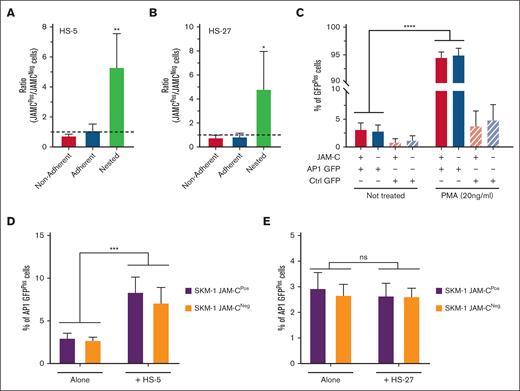 JAM-C is involved in leukemic cell nesting under stromal cells but does not directly control AP-1 activation. (A) Graph showing the repartition of SKM-1JAM-C+ and SKM-1JAM-C− cells upon 7 hours of coculture with HS-5 stromal cells. (B) Graph showing the repartition of SKM-1JAM-C+ and SKM-1JAM-C− cells upon 7 hours of coculture with HS-27 stromal cells. (C) Graph showing the percentage of GFP-expressing SKM-1JAM-C+ (red) and SKM-1JAM-C− cells (blue) in absence of treatment and upon phorbol myristate actetate (PMA) activation. Variant cell lines were transduced with lentiviral constructs containing AP-1 GFP reporter (plain bars) or control (Ctrl) GFP reporter lacking AP-1 binding sites (dashed bars), as indicated. (D) Graph showing the percentage of GFP-expressing SKM-1JAM-C+ (violet) and SKM-1JAM-C− cells (orange) in absence of coculture or after 7 hours of coculture with HS-5 stromal cells. (E) Graph showing the percentage of GFP-expressing SKM-1JAM-C+ (violet) and SKM-1JAM-C− cells (orange) in absence of coculture or after 7 hours of coculture with HS-27 stromal cells. Data represent mean ± SEM from n = 3 independent experiments: ns, not significant; ∗P < .05; ∗∗P < .01; ∗∗∗P < .001; ∗∗∗∗P < .0001.