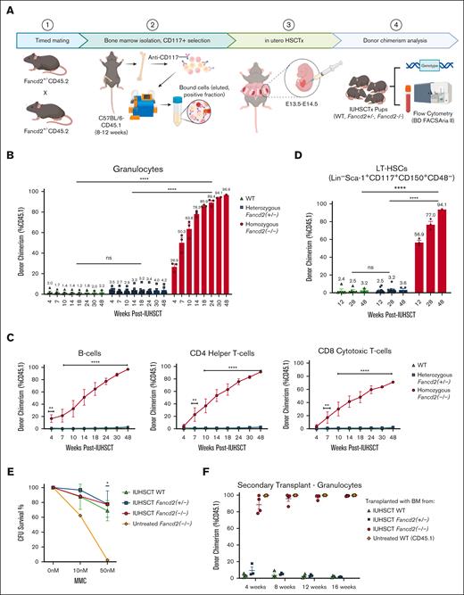 IUHSCT allows for robust donor engraftment in homozygous Fancd2–/– mice with WT competitive advantage over time. (A) Generation of Fancd2–/–, Fancd2+/−, and WT fetuses and in utero transplantation schema. Parental FA carriers (Fancd2+/− CD45.2) were mated to generate time-dated FA fetuses. BM from WT (CD45.1) mice was isolated and CD117 enriched by magnetic separation. At E13.5-14.5, fetuses were transplanted via intrahepatic injection with 1 × 106 CD117+ selected HSCs. Pups were genotyped and subsequently monitored (WT, n = 5; Fancd2+/−, n = 10; and Fancd2–/–, n = 3). Peripheral blood and BM donor chimerism was assessed by flow cytometry (% CD45.1) at various time points after IUHSCT. Multilineage donor chimerism was examined in (B) granulocytes and (C) lymphocytes, including B cells, CD4 helper T cells, and CD8 cytotoxic T cells. (D) LT-HSC chimerism was also measured. (E) HSC and progenitor functionality and resistance to DNA damaging agent mitomycin C was further assessed by CFU assays (n = 3) and (F) secondary transplantation in lethally irradiated WT mice (n = 4). Data represent mean ± standard error of the mean (SEM). Comparisons were performed using analysis of variance (ANOVA) with Tukey multiple comparison test, and a P value of <.05 was considered significant. ∗∗∗∗P < .0001; ∗∗∗P < .001; ∗∗P < .01; ∗P < .05. CFU, colony-forming unit; ns, nonsignificant.