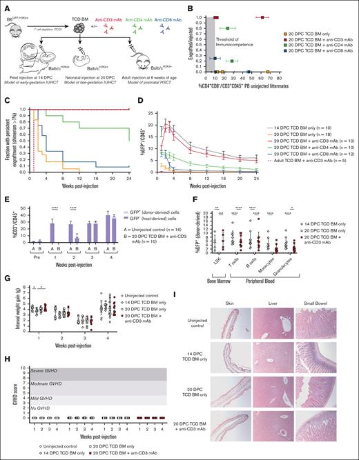 Transient T-cell depletion restores long-term multilineage engraftment after neonatal transplantation. (A) Experimental design. Mice were injected at 3 developmental stages: before birth at 14 DPC to model early-gestation IUHCT, after birth at 20 DPC to model late-gestation IUHCT, and in adulthood at 6 weeks of age to model postnatal HSC transplantation (HSCT). TCD BM harvested from B6GFP donors was injected alone or in combination with T cell–depleting antibodies (either anti-CD3, anti-CD4, or anti-CD8 mAbs). (B) Comparison of engraftment and prevalence of CD4+ T cells in uninjected littermates. “Engrafted” was defined as chimerism >1% at 24 weeks after injection. All the litters included in this study had sufficient circulating T cells to reject the allograft (ie, exceeded the threshold of immunocompetence). (C) Kaplan-Meier curve of persistent alloengraftment. The fraction of injected animals with chimerism >1% at each time point is shown. Injection of TCD BM + anti-CD3 mAb at 20 DPC results in sustained alloengraftment at 6 months in all animals, comparable with that observed after injection of TCD BM only at 14 DPC. (D) PB donor cell chimerism over time. The trajectory and magnitude of chimerism were equal between mice injected at 20 DPC with TCD BM + anti-CD3 mAb and 14 DPC with TCD BM only. (E) Quantitative T-cell recovery. Mice injected at 20 DPC with TCD BM + anti-CD3 mAb demonstrated T-cell recovery to levels comparable with those in uninjected controls at 3 weeks of age. Dual-lineage (host- and donor-derived) T-cell recovery was observed. (F) Multilineage analysis. Donor cell engraftment was observed among BM LSK cells (a population enriched for HSCs), with reconstitution of all leukocyte lineages, including T cells, B cells, monocytes, and macrophages. Comparable engraftment and multilineage reconstitution were observed between mice injected at 20 DPC with TCD BM + anti-CD3 mAb and mice injected at 14 DPC with TCD BM only. Mice injected at 20 DPC with TCD BM + anti-CD3 mAb demonstrated no signs of GVHD, as demonstrated by normal weight gain (G), phenotype scores (H), and hematoxylin and eosin (H&E) histology of GVHD-prone organs captured at 10× original magnification (I). ∗P < 0.05, ∗∗P < 0.01, ∗∗∗P < 0.001, ∗∗∗∗P < 0.0001.
