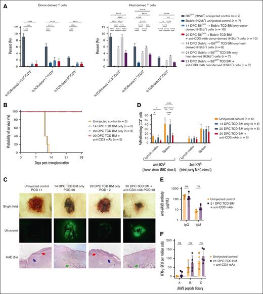 Transient T-cell depletion induces donor-specific central tolerance with preserved T-cell responses to third-party MHC and viral pathogens. (A) T-cell receptor (TCR) deletion analysis. To assess clonal deletion consistent with thymic deletion (central tolerance induction), expression of TCR clones was measured at 24 weeks after injection among donor-derived cells in the B6GFP→Balb/c strain combination and among host-derived cells in the Balb/c→B6GFP strain combination. In both cases, a partial deletion significantly below the baseline frequency in uninjected B6GFP controls was observed in mice receiving TCD BM + anti-CD3mAb. The degree of deletion was comparable with that observed among mice injected at 14 DPC with TCD BM only. (B) Kaplan-Meier curve of skin graft survival. Mice injected with TCD BM + anti-CD3 mAb at 20 DPC demonstrated uniform, long-term survival of donor-derived skin grafts at 28 days postoperatively, comparable with mice injected with TCD BM only at 14 DPC. Mice injected at 20 DPC with TCD BM only uniformly rejected the skin grafts by 12 days postoperatively, comparable with uninjected controls. (C) Skin graft stereomicroscopy and histology. Skin grafts were harvested for stereomicroscopy and H&E histology 28 days postoperatively or on the day of rejection. Donor-strain (B6GFP) skin grafted onto Balb/c mice injected with TCD BM + anti-CD3 mAb at 20 DPC and with TCD BM only at 14 DPC showed de novo hair growth with bright green skin under ultraviolet light. Histologic examination demonstrated normal skin architecture, including hair follicles (green arrows), in the absence of lymphocytic infiltration (red arrows) at the interface between the donor and recipient skin. In contrast, skin grafted onto Balb/c uninjected controls and Balb/c mice injected with TCD BM only at 20 DPC demonstrated erythema, desiccation, and dehiscence of skin grafts with loss of green fluorescence at 11 to 13 days postoperatively, consistent with allograft rejection. Histologic examination demonstrated significant lymphocytic infiltration (red arrows) at the interface between the donor and recipient skin, with neoepithelialization by the recipient underneath the graft (blue arrows). (D) In vivo MLR. T cells harvested from mice injected with TCD BM + anti-CD3 mAb at 20 DPC demonstrated decreased proliferation in the presence of donor strain MHC class I comparable to T cells harvested from mice injected with TCD BM only at 14 DPC. However, they proliferated normally in the presence of third-party MHC class I. This demonstrated that our transient T cell deletion strategy resulted in donor-specific tolerance rather than pervasive immunocompromise. (E) Pathogen humoral immune response. Anti-adeno–associated virus serotype 9 (AAV9) antibodies were measured using enzyme-linked immunosorbent assay 28 days after primary inoculation. Comparable amounts of both IgM and IgG were measured in uninjected controls and mice injected at 21 DPC with TCD BM + anti-CD3 mAb, demonstrating normal humoral immune responses to viral pathogens, including unimpaired B cell class switching from IgM to IgG, which is T-cell-dependent. (F) Pathogen T-cell immune response. Anti-AAV9 T-cell responses were measured using interferon gamma (IFN-γ) enzyme-linked immunospot assay 28 days after primary inoculation. Spleen-derived T cells harvested from mice injected at 21 DPC with TCD BM + anti-CD3 mAb secreted IFN-γ in the presence of the AAV9 peptide library in equal amounts as uninjected controls, demonstrating no long-term detriment in T-cell response to viral pathogens. ∗P < 0.05, ∗∗P < 0.01, ∗∗∗P < 0.001, ∗∗∗∗P < 0.0001, not significant (ns). SFU, spot-forming units.