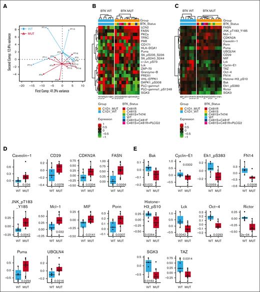 Baseline proteomic differences between patients with BTK-WT CLL and those with BTK-mutated CLL. An RPPA assay was used for protein analyses as described in the “Patients and methods” section. Analysis of differential protein expression was performed using unpaired, 2-tailed t tests. No proteins were significantly differentially expressed after adjusting for multiple testing. (A) A PCA plot of the baseline RPPA data by BTK mutation status (BTK-WT, n = 7; BTK-mutated, n = 11). (B) Heat map of the top 20 differentially expressed proteins by log fold change. Numbers on the x-axis correspond to the patient numbers in supplemental Table 1. (C) Heat map of the top 20 differentially expressed proteins by P value. Numbers on the x-axis correspond to the patient numbers in supplemental Table 1. (D) Box plots comparing the expression of the top 10 overexpressed proteins (by P value) in the BTK-mutated and BTK-WT groups at baseline. (E) Box plots comparing the expression of the top 10 downregulated proteins (by P value) in the BTK-mutated and BTK-WT groups at baseline.