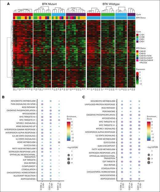 Transcriptomic changes during therapy with pirtobrutinib. Cells were isolated from patients’ peripheral blood samples (n = 18), which were collected before treatment with pirtobrutinib (C1D1) and at the indicated time points (C1D8, C2D1, and C4D1). Transcript levels in the samples were quantified using RNA sequencing. Significant differences were defined as an FDR of 0.05 and log fold change >2. (A) A likelihood ratio test was performed to identify genes that were significantly differentially expression at the assessed time points during therapy with pirtobrutinib in the BTK-WT and BTK-mutated groups separately. The heat map shows significantly differentially expressed genes (FDR < 0.01) that were shared between the WT and mutated BTK groups. The thick white line separates the WT and mutated groups, and the numbers on the x-axis correspond to the patient numbers in Table 1. (B-C) Bubble charts illustrating a comparison of Hallmark pathway enrichment analyses at time points C1D8, C2D1, and C4D1 with reference to baseline (C1D1) in the BTK-WT group (B) and the BTK-mutated group (C). Enrichment scores for the signaling pathways are indicated by the colors, whereas FDR values are represented by the size of the bubbles.