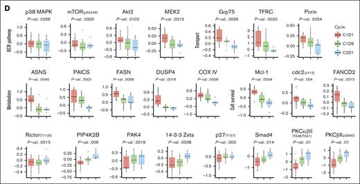 Proteomic changes during therapy with pirtobrutinib. Cells were isolated from patients’ peripheral blood samples (n = 18), which were collected before pirtobrutinib treatment (C1D1) and at the indicated time points (C1D8, C2D1, and C4D1). Total proteins in the samples were isolated and assayed using RPPA. Differential protein analysis between the time points was performed using t tests for the BTK-WT and BTK-mutated cohorts separately. No significant differences in protein expression were observed after adjusting for multiple testing. (A) A heat map of the top 20 differentially expressed proteins by log fold change at 1 month after therapy (C2D1) in comparison with that before therapy (C1D1) in patients with WT BTK (n = 7). The numbers at the bottom of the heat map are patient identifiers that were provided with the patient characteristics in Table 1. (B) A heat map of the top 20 differentially expressed proteins by log fold change at 1 month after therapy (C2D1) in comparison with that before treatment (C1D1) in patients with mutated BTK (n = 11). The numbers at the bottom of the heat map are patient identifiers that were provided with the patient characteristics in Supplemental Table 1. (C) One-way analysis of variance was used to identify protein levels that differed significantly among the time points of therapy with pirtobrutinib in the BTK-WT and BTK-mutated cohorts separately. The common proteins (top 20 by P value) across both cohorts are shown in the heat map. The protein data for the cohorts are separated by the yellow line, and the corresponding patient identifiers are provided at the bottom of the heat map. (D) Box plots comparing the baseline (C1D1) protein expression levels with that at C1D8 and C2D1 in the BTK-mutated group. Significant differences in proteins were plotted. The top 2 rows are proteins that were significantly downregulated and that were linked to the BCR pathway, metabolism, and cell survival or proliferation. The bottom row is proteins that were significantly upregulated during treatment with pirtobrutinib, including several proteins and phosphoproteins, including Rictor (T1135), PIP4K2B, PAK4, 14-3-3 Zeta, p27 (T157), Smad4, PKCαβII (T638/T641), and PKCβ2 (S660).
