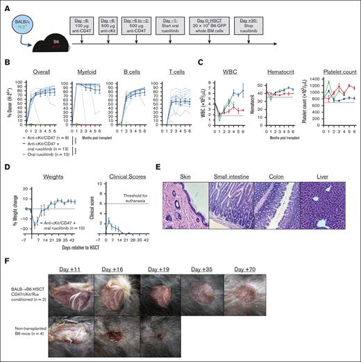 Anti-c-Kit/CD47 plus oral ruxolitinib enables fully mismatched murine allogeneic transplantation with high-level multilineage engraftment. (A) Experimental schema for BALB/c→B6 allo-HSCT. (B-C) Longitudinal analysis of donor chimerism by cell lineage (B) and complete blood count (C) in mice that received transplantation. In panel B, the dotted lines represent donor chimerism for individual mice and solid lines are means. In panel C, the horizontal dotted lines indicate the lower end of the reference range for each cell count. (D) Body weight and graft-versus-host disease clinical scoring during the peritransplant period after conditioning and HSCT as per panel (A). (E) Hematoxylin and eosin staining of representative formalin-fixed paraffin-embedded sections (from n = 2 recipient mice) of dorsal skin, small intestine, colon, and liver 45 days after HSCT from mice conditioned and transplanted as per panel A (original magnification ×200). Histology slides were viewed with an Accu-Scope EXC-120 light microscope (10× eyepiece with 18× mm field of view and 20× objective/0.40 numerical aperture, 20°C in air). (F) Successful BALB/c→B6 HSCT recipients or nontransplanted B6 mice were surgically engrafted with skin from BALB/c mice. Photographs of panels E and F were taken using an Apple iPhone 15. Numerical data are presented as mean ± standard error of the mean. Two-way analysis of variance for repeated measures was used in panel B; ∗∗∗∗P < .0001. BM, bone marrow; WBC, white blood cell count.