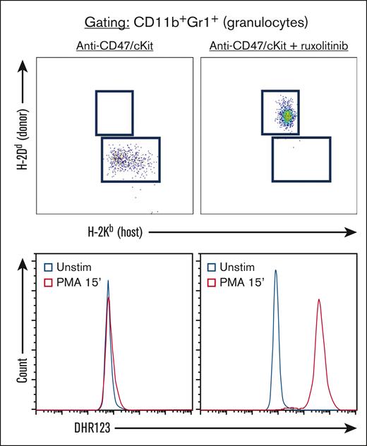 Anti-CD47/c-Kit plus ruxolitinib enables fully mismatched allo-HSCT, which corrects the defective phagocyte oxidative burst in the gp91phox–/Y mouse model of chronic granulomatous disease. Peripheral blood donor chimerism (top panels) and Dihydrorhodamine 123 staining after stimulation with phorbol 12-myristate-13-acetate (PMA) or treatment with dimethyl sulfoxide vehicle control (Unstim; bottom panels) in gp91phox–/Y mice transplanted as per the protocol in Figure 1A, using the indicated conditioning treatments (t = 3 months after HSCT, n = 4 mice per group). All plots are gated for CD11b+Gr1hi cells.