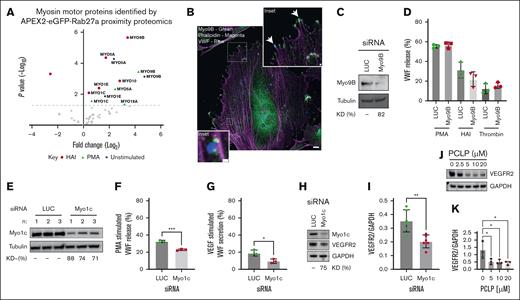 WPB proximal myosin motors. (A) Volcano plot of myosin isoforms in close proximity to WPBs, previously identified by Rab27a-targeted APEX2 proximity proteomics. Blue represents significantly enriched in unstimulated cells; green, significantly enriched in PMA stimulated cells; magenta, significantly enriched in HAI stimulated cells; and gray, not statistically significant, compared with mock transfected HUVECs. Paired t test. (B) Unstimulated HUVECs were fixed and subject to IF analysis to localize Myo9B (green) in relation to VWF (blue) and actin (magenta). Myo9B staining was present in the cytoplasm and at the end of actin stress fibers reminiscent of focal adhesions. In some cases, VWF localized proximal to Myo9B puncta. Scale bar, 10 μm. Inset 1 μm (C) western blotting of tubulin and Myo9b in HUVEC lysate after 2 rounds of electroporation of 300 pMoles luciferase (LUC) and Myo9B targeting siRNA. Representative blot. (D) VWF secretion in response to PMA, HAI, and thrombin was assessed by NIR dot blot (n = 3). (E) Western blotting of tubulin and Myo1c in HUVEC lysate after 2 rounds of electroporation of 500 pM LUC and Myo1c targeting siRNA. (F-G) LUC and Myo1c KD HUVEC were exposed to PMA (100 ng/mL) or (G) VEGF165 (40 ng/mL), and VWF secretion was quantified by NIR dot blot (n = 3). t test. ∗∗∗P < .005; ∗∗P < .01. (H-I) Western blotting and (I) densitometry of Myo1c, VEGFR2, and GAPDH in LUC and Myo1c KD HUVEC (n = 6). (J-K) HUVECs were treated with the pan class I myosin inhibitor PCLP for 16 hours and endogenous levels of GAPDH and VEGRF2 determined by western blotting. One-way analysis of variance (ANOVA), ∗P < .05 (n = 3). GAPDH, glyceraldehyde 3-phosphate dehydrogenase; KD, knock down; NIR, near infrared.