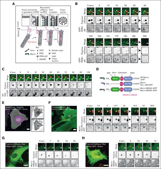 The PH domain of Myo1c is required for its recruitment during WPB exocytosis. (A) A schematic of the proposed spatiotemporal dynamics of Myo1c recruitment during WPB exocytosis. (B) Live cell imaging of the GFP-PIPK1γ87 and P.sel.lum.mCherry in secretagogue (HAI) stimulated HUVEC illustrates postfusion recruitment. Two exocytic events are seen here. Scale bars are 1 μm. White and magenta arrows indicate independent fusion events. (C) The PIP2 sensor PH-PLCδ1-GFP is also recruited after fusion. Scale bars are 1 μm. (D) A schematic of the Myo1c structural domains and location of truncation or site directed mutations. (E) HUVEC coexpressing LifeAct-Ruby and Myo1c-Tail+3IQ-GFP indicated the importance of the myosin head domain for interacting with actin. Scale bars are 10 μm. (F) Myo1c-Tail+3IQ-GFP is recruited to WPBs after fusion. (G-H) GFP-tagged Myo1c fusion proteins harboring mutations in their PH domain (K892A/R903A) are not recruited to WPBs during exocytosis. Scale bars are 10 μm (F,G,H). Inset scale bars are 1 μm. For live cell confocal imaging experiments, 0.5 μm Z stacks were acquired continuously for 5 to 10 minutes (Zeiss LSM 800).
