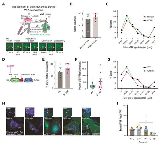 Inhibition of Myo1 ATPase activity through pharmacological inhibition or point mutation (G108R) affects the actomyosin machinery associated with exocytosis. (A) Schematic of live cell imaging approach to study actin dynamics during WPB exocytosis. Scale bar, 1 μm. (B) PMA stimulated HUVEC coexpressing LifeAct-GFP and P.sel.lum.mCherry in the presence or absence of PCLP. The percentage of WPB fusion events that recruited an actin ring were unchanged in DMSO and PCLP (20 μM) treated cells. (C) The lifetime (seconds) of LifeAct-GFP signal at fusion sites was quantified in DMSO and PCLP-treated HUVEC. The distribution of frequency of events is presented here (n = 5 DMSO: 15 cells, 81 events; PCLP: 18 cells, 93 events; mean ± SEM). (D) Schematic of site-directed mutagenesis for the generation of a Myo1c rigor mutant. (E) HUVEC coexpressing GFP-tagged Myo1c constructs and P.sel.lum.mCherry were stimulated with PMA and the percentage of exocytic events that recruit GFP-Myo1c WT or G108R was quantified (n = 3; WT: 8 cells and 119 events; G108R: 8 cells and 58 events). (F) HUVEC coexpressing GFP-tagged Myo1c constructs and P.sel.lum.mCherry were stimulated with PMA and the duration of GFP signal in a ring shape forming at the site of WPB fusion was quantified. (n = 3; WT: 9 cells and 79 events; PCLP: 9 cells and 42 events). (G) The distribution of frequency closely resembles actin ring dynamics--panel C. For live cell confocal imaging experiments, 0.5 μm Z stacks were acquired continuously for 5 to 10 minutes (Zeiss LSM 800). (H) HUVEC expressing GFP, GFP-Myo1c (WT) or (G108R) were stimulated with PMA (100 ng/mL) for 10 minutes and labeled for external VWF (red) and total VWF (blue). Scale bar, 1 μm. (I) Quantification of the ratio of externalized VWF to total VWF. ∗P < .05, 1-way ANOVA; n = 3 NTC. Arrows indicate swollen intracellular VWF signal in cells expressing the G108R point mutant. NTC, nontransfected control.