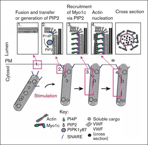 Schematic representation of working model of Myo1c-mediated membrane actin nucleation required for EC WPB exocytosis.1