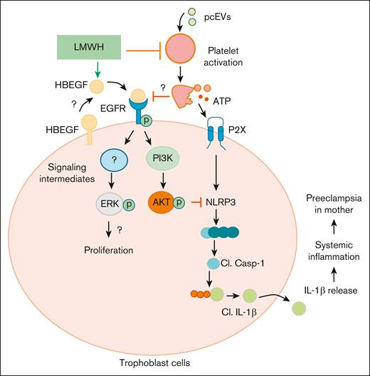 Proposed mechanism by which LMWH promotes HBEGF-AKT signaling and prevents ensuing placental thromboinflammation, proliferation, and differentiation. On 1 hand, LMWH prevents platelet activation. On the other, LMWH activates HBEGF signaling, thereby activating AKT signaling and preventing inflammasome activation. Cl., cleaved.
