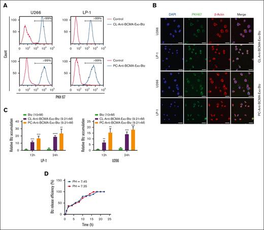 The uptake, Btz intracellular accumulation, and release of anti-BCMA-Exo-Btz in vitro. U266 cells and LP-1 cells were treated with anti-BCMA-Exo-Btz. Internalization was measured by flow cytometry (A) and fluorescence microscopy (B). Scale bar, 20 μm. (C) Intracellular Btz accumulation of U266 cells and LP-1 cells treated with free Btz and anti-BCMA-Exo-Btz. (D) In vitro release of Btz from anti-BCMA-Exo-Btz in pH 7.45 and pH 7.35 by HPLC. ∗P < .05; ∗∗P < .01; ∗∗∗P < .001; ∗∗∗∗P < .0001. DAPI, 4',6-diamidino-2-phenylindole.