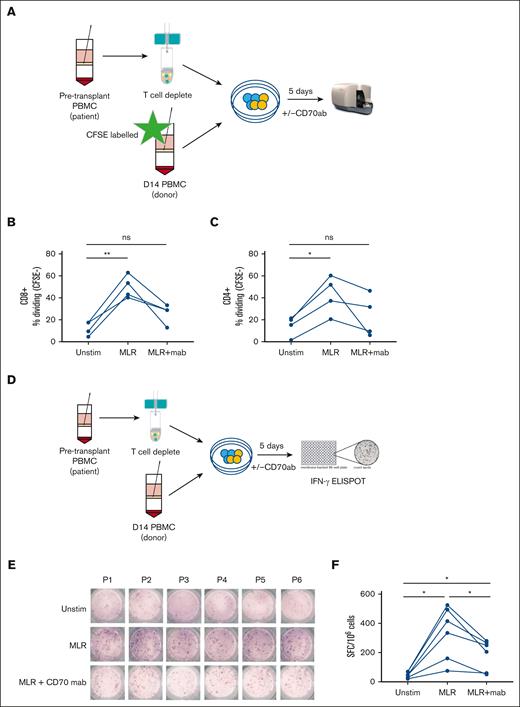 Blocking of CD70+ decreases proliferation and IFN-γ secretion in donor T cells. (A) Schematic view of the proliferation assay performed on day 14 patient PBMCs (n = 6; 5 MUD and 1 sibling donor) after allo-HSCT and stimulated with recipient patient’s T-cell–depleted pretransplant PBMCs in the presence/absence of anti-human CD70 antibody. (B-C) Percentage of CFSE-CD8+ T cells (B) and CFSE-CD4+ T cells (C) measured after 5 days with no stimulation (unstim), in a mixed lymphocyte reaction (MLR) with isotype control, and in MLR with anti-CD70 antibody. (E) Schematic view of the IFN-γ secretion assay performed on day 14 PBMCs from allogeneic transplant patients (n = 6; 5 MUD and 1 sibling donor) in the presence/absence of anti-CD70 antibody. (E) IFN-γ secretion measured by ELISPOT for the various direct stimulation methods measured PBMCs of 6 patients who underwent allo-HSCT in the presence/absence of CD70 antibody. (F) Frequency (mean) of IFN-γ SFC per 1 × 106 PBMCs after 5 days of stimulation followed by an overnight ELISPOT as indicated (n = 6; ∗P < .05). Statistical comparisons were made using 1-way ANOVA with Tukey multiple comparison test: ns, not significant; ∗P < .05; ∗∗P < .01. CFSE, Carboxyfluorescein succinimidyl ester; mab, monoclonal antibody; MUD, Matched Unrelated Donor.
