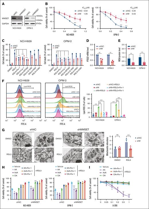 Knockdown of MMSET in t(4;14)-positive MM causes resistance to ferroptosis. (A) Knockdown efficiency was analyzed by western blotting in t(4;14)-positive NCI-H929 and OPM-2 cells transfected with shRNAs against MMSET (shMMSET) and scramble shRNA as the negative control (shNC) for 48 hours. GAPDH was used as the endogenous control. (B) Showing the relative cell viability of NCI-H929 and OPM-2 cells with or without MMSET knockdown treated with RSL3 at indicated concentrations for 24 hours. The IC50 analysis was conducted using GraphPad software 8.0. (C) Relative cell death analysis of NCI-H929 and OPM-2 cells with or without MMSET knockdown that were pretreated with the indicated cell death inhibitors for 2 hours and then treated by RSL3 (0.5 μM for NCI-H929 and 0.2 μM for OPM-2) for 24 hour. (D-E) The relative PTGS2 mRNA levels (D) or MDA concentrations (E) of NCI-H929 and OPM-2 cells with or without MMSET knockdown with RSL3 treatment (0.5 μM for NCI-H929 and 0.2 μM for OPM-2) for 24 hours. (F) Lipid ROS levels of NCI-H929 and OPM-2 cells with or without MMSET knockdown, treated with RSL3 (0.5 μM for NCI-H929 and 0.2 μM for OPM-2) for 6 hours in the presence or absence of Fer-1. (G) Electron microscopy images of of NCI-H929 cells with or without MMSET knockdown treated with 0.5 μM RSL3 or DMSO. The black arrowhead indicates mitochondria with membrane rupture and reduced cristae in the group of shNC and relatively intact mitochondrial structures in the shMMSET group with RSL3 treatment. The levels of shrunken mitochondria were analyzed using ImageJ software. The left scale bar: 1 μm. The right scale bar: 0.5 μm. (H-I) Relative cell viability of NCI-H929 and OPM-2 cells with MMSET knockdown (H) or t(4;14)-negative U-266 cells (I) treated with RSL3 at the indicated concentrations for 24 hours in the presence of PUFAs (5 μM arachidonic acid or adrenic acid) or MUFAs (oleic acid) and followed by treatment with the ferroptosis inhibitor Fer-1 or not. ns, not significant; P > .05, ∗ P <0 .05, ∗∗ P < .01, and ∗∗∗ P < .001.