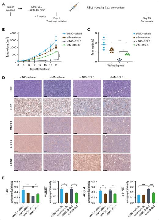 MMSET promotes t(4;14)-positive MM ferroptosis sensitivity via ACSL4 in vivo. (A) A schematic diagram of the xenograft model. NCI-H929 cells with MMSET knockdown (shM) or without knockdown (shNC) were injected subcutaneously into NOD SCID mice to establish a xenograft model. When tumor volumes (vol.) reached ∼50 to 80 mm3, the mice were randomized to receive solvent control (vehicle) or RSL3 (10 mg/kg) IP for 3 weeks (n = 5). (B) Growth curves of the xenograft tumors. Tumor volumes of each group were calculated every 3 days. (C) Weights of the xenograft tumors. Tumor weights of each group were analyzed on the day of mice euthanasia. (D) Immunohistochemical analysis of ki-67, MMSET, ACSL4, and 4-HNE protein levels in tumor tissues from the 4 groups of mice with the indicated treatment. Scale bar: 100 μm. (E) Expression levels of targeted proteins in mice of the treatment groups were quantitatively analyzed using Image J. ns, not significant; P > .05, ∗ P < .05, ∗∗ P < .01, and ∗∗∗ P < .001.