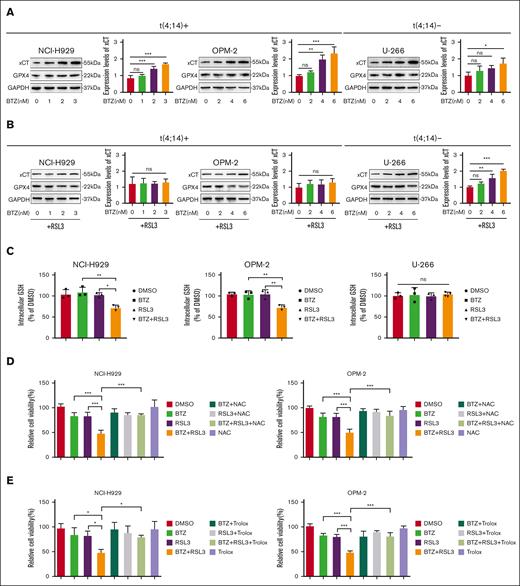 RSL3 potentiates BTZ activity by abrogating xCT upregulation upon BTZ treatment and attenuating GSH levels in t(4;14)-positive MM. (A-B) Western blotting analysis of t(4;14)-positive NCI-H929 and OPM-2 cells and t(4;14)-negative U-266 cells with BTZ single treatment (A) or RSL3 combination treatment (B) for 48 hours. GAPDH was used as the internal control, and the intensities were measured using ImageJ. (C) Cellular reduced glutathione levels were detected in t(4;14)-positive NCI-H929 and OPM-2 cells and t(4;14)-negative U-266 cells treated with BTZ or RSL3 alone or together for 24 hours. (D-E) Relative cell viability were detected in t(4;14)-positive NCI-H929 and OPM-2 cells treated with BTZ or RSL3 alone or together for 24 hours in the presence of NAC (a GSH precursor) (D) or trolox (a lipid ROS scavenger) (E). ns, not significant; P > .05, ∗ P <0 .05, ∗∗ P < .01, and ∗∗∗ P < .001.