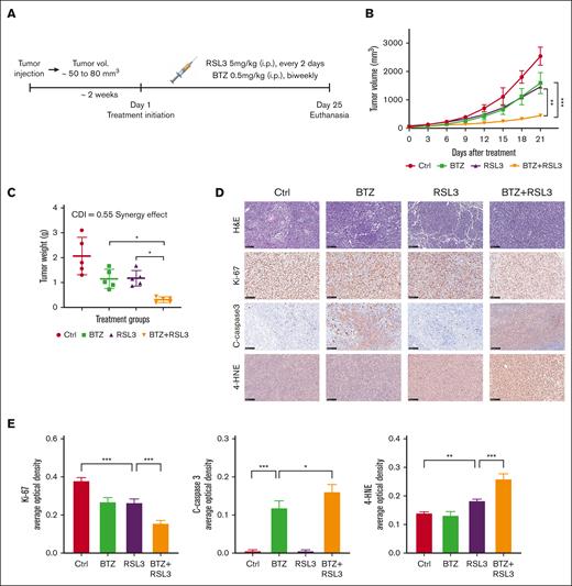 RSL3 and BTZ synergistically inhibit t(4;14)-positive tumor growth in vivo. (A) Schematic diagram of the xenograft model. NCI-H929 cells were injected subcutaneously into NOD SCID mice to establish a xenograft model. When tumor (vol.) reached ∼50 to 80 mm3, the mice were randomized to receive eith solvent control (vehicle), BTZ (0.5 mg/kg, biweekly), RSL3 (5 mg/kg, every 2 days), or BTZ plus RSL3 treatment IP for 3 weeks (n = 5). (B) Growth curves of the xenograft tumors. Tumor volumes of each group were assessed every 3 days. (C) Weights of xenograft tumors. Tumor weights of each group were evaluated on the day of mice euthanasia. The CDI was calculated to test for synergy using mean tumor weight measurements. The CDI value of 0.55 indicates synergy (defined as CDI < 1, with CDI < 0.7 indicating a significant synergistic effect). (D) Immunohistochemical analysis of ki-67, cleaved-caspase3, and 4-HNE protein levels in tumor tissues from NCI-H929-xenografted mice treated with solvent control (Ctrl), BTZ, RSL3, or BTZ plus RSL3. Scale bar: 100 μm. (E) Expression levels of targeted proteins in mice of treatment groups were quantitatively analyzed using Image J. ∗ P <0 .05, ∗∗ P < .01, and ∗∗∗ P < .001.