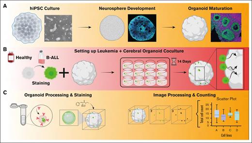 Establishment of cerebral organoids to model CNS invasion of leukemia cells. (A-C) A graphical illustration of the workflow showing differentiation of the mature cerebral organoids from (low passage) human iPSCs, and cocultured with leukemic or HSPCs controls carrying a fluorescent (CFSE) dye.
