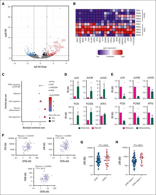 AP-1 family members act downstream CD79a and are selectively upregulated in CNS leukemia. (A) Volcano plot showing significantly (FDR ˂0.05; log2(FC) < −1 or log2(FC) ˃ 1) regulated genes from RNA sequencing data of BCP-ALL PDX cells recovered from the CNS compared with PDX cells isolated from the spleen (SP). (B) Heat map representation of the top differentially regulated AP-1 pathway genes in CNS relative to SP (blue: downregulated; red: upregulated; samples are represented in columns whereas rows show genes. (C) Fast gene set enrichment analysis on the RNA sequencing data of CNS-isolated PDX cells vs spleen and cerebral organoid–infiltrated 697 and K2 cells vs respective noninfiltrated fraction, displaying significantly regulated gene set signatures. (D) Validation of upregulation of AP-1 genes via qRT-PCR in 7 PDX ALL samples isolated from the SP vs CNS, Mann-Whitney U test, graphs show mean with standard error; ∗P ≤ .05, ∗∗P ≤ .01, and ∗∗∗P ≤ .001. (E) The effect of shRNA-mediated knock down of CD79a (shCD79a) on the expression of AP-1 genes compared with control shRNA (shCtr) in an TCF3::PBX1+ PDX sample as determined via qRT-PCR, Mann-Whitney U test, graphs show mean with standard error. ∗P ≤ .05, ∗∗P ≤ .01, and ∗∗∗P ≤ .001. (F-G) CD79a, JUN, and other genes mRNA levels (all normalized to mRNA levels in the 697 cell line) were measured in diagnostic bone marrow (BM) samples in a selected cohort of 100 pediatric patients with BCP-ALL of mixed cytogenetics, which contained 28 patients with CNS-positive disease matched to 72 patients with CNS-negative disease of corresponding sex and age. (F) Bivariate correlation analysis between CD79a expression and JUN, FOS, and FOSB in patients with BCP-ALL diagnosed as CNS positive (CNS+) vs CNS-negative (CNS−), 2-sided t test. (G) JUN-expression levels in patients with BCP-ALL diagnosed as CNS+ vs CNS−, 2-sided t test. (H) mRNA levels of JUN were detected within patients with BCP-ALL in a cohort enriched for patients who are CNS+ and analyzed for association with the occurrence of relapse. Depicted are mRNA levels normalized to calibrator of n = 83 patients without CNS relapse vs n = 17 patients with CNS relapse, 2-tailed Mann-Whitney U test, ∗P < .05. Glyceraldehyde-3-phosphate dehydrogenase (GAPDH) mRNA levels were used for relative quantification of the mRNA transcript. AU, arbitrary units; FC, fold change.