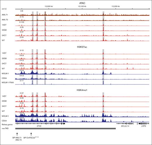 Open chromatin and enhancer mark profiles in the ETV6 neo-TAD region of patient and cell line samples. Open chromatin profiles (ATAC) of patients with AML , T1 and T2, and of HSPCs from ChiPSC22WT and ChiPSC22t(7;12) sublines 14D7, 23G8, and 24C7 in the ETV6 neo-TAD region. HSPC-specific enhancer mark H3K27ac and H3K4me1 profiles and publicly available10 p300, H3K27ac, and H3K4me1 profiles from MOLM-1 and CD34+. Relevant common peak positions are highlighted by a gray shading. The chr12 break point (BP) position in T1 and T2 and in the ChiPSC22t(7;12) sublines are indicated.
