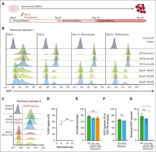 Primary erythropoiesis is not affected by GLUT1 KO. (A) Schematic diagram of human CD34+ 3-step culture method. PBMCs are isolated from apheresis cones, followed by CD34+ magnetic separation. Cells are then nucleofected on day 3 with NT or GLUT1–specific sgRNAs. (B) Flow cytometry histograms show GLUT1 expression of 3 donors and nucleofected with NT or SLC2A1 targeting sgRNAs on days 5, 6, 14, and 21 of differentiation. For days 14 and 21, Hoechst stain was used to identify the reticulocytes. Cells were stained with anti–GLUT1 FITC conjugate (n = 3) or a no-stain control (black). (C) Day-21 filtered reticulocytes stained with anti–GLUT1 FITC conjugate (n = 3) or a no-stain control (black). (D) Percentage of GLUT1–negative population on GLUT1–targeted KO (n = 3) on days 6, 14, and 21 of differentiation. (E) Percentage of reticulocytes (Hoechst stain negative) at day 21 of differentiation on NT control and negative and positive GLUT1 populations of the GLUT1–targeted KO. (F) Percentage of GLUT1–negative population on GLUT1–targeted KO on reticulocytes before and after filtration. (G) Bar graph illustrates GLUT1 expression on reticulocytes from NT and GLUT1–negative and –positive populations of the GLUT1–targeted KO. Data represent the median fluorescence intensity (n = 3). Individual data points are shown. Multiple Mann-Whitney U tests were used to test for differences between groups. ∗P < .05. Error bars indicate standard deviation.