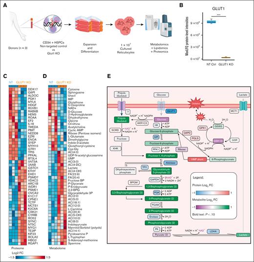 Proteomics confirms GLUT1 absence in CD34+ GLUT1-KO–derived reticulocytes and metabolite analyses reveals downregulated metabolic processes. (A) Simplified schematic of multiomics cell preparation, in which CD34+ from 3 donors were nucleofected with either GLUT1–targeting or NT sgRNAs, expanded and differentiated into reticulocytes; 10 million filtered reticulocytes were needed for comprehensive analyses of the proteome, metabolome, and lipidome. (B) Box plot comparing GLUT1 protein level between NT and GLUT1-KO reticulocytes as maximum label-free quantification (MaxLFQ) protein-level intensities. Box plot analysis (mean ± minimum to maximum with standard deviation) was performed by RStudio, and significance was calculated upon false discovery rate correction (∗∗∗P < .001). (C-D) Hierarchical clustering of the top 50 t test significant proteins (C) and metabolites (D) between NT and GLUT1-KO CD34+-derived reticulocytes. (E) Schematic representation of glycolysis, the polyol pathway, and the glutathione redox cycle in which proteins and metabolites are color-coded by log2 (fold change) of GLUT1-KO reticulocytes in relation to NT control. The 10 steps of glycolysis are represented, with glucose and lactate both reduced in the KO whereas the remaining intermediate products increased. All involved enzymes are decreased (HK, hexokinase; GPI, glucose-6-phosphate isomerase; PFK1, phosphofructokinase-1; TPI1, triosephosphate isomerase; BPGM, biphosphoglycerate mutase; PGK, phosphoglycerate kinase; PGAM, phosphoglycerate mutase; PK, pyruvate kinase; and LDHA, lactate dehydrogenase A). There is an imbalance in the glutathione cycle, as a consequence of increased reactive oxygen species (ROS), characterized by the depletion of reduced glutathione (GSH) and increase of oxidized glutathione (GSSG) and glutathione peroxidase 1 (GPX1). The hexose monophosphate (HMP) shunt is upregulated as a source of reduced NAD phosphate (NADPH), needed to maintain glutathione in its reduced form. An increase in polyols (such as sorbitol and mannitol) was also detected, which can be converted into fructose-1,6-phosphate by sorbitol dehydrogenase (SORD) and ketohexokinase (KHK). G6PD, glucose-6-phosphate dehydrogenase; PGLS, 6-phosphogluconolactonase; GSR, glutathione-disulfide reductase. Created with BioRender.