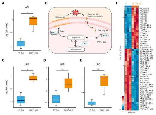 Lipid composition highlights increased oxidant stress to the membrane of GLUT1-KO reticulocytes. (A) Box plot showing the comparison of acyl-carnitines as log2 (fold change, FC), between NT and GLUT1-KO reticulocytes. Box plots analysis (mean ± minimum to maximum with standard deviation) was performed by RStudio, and significance was calculated upon false discovery rate correction (P < .05). (B) Simplified schematics of the Lands cycle, capable of repairing damaged lipids (lysophospholipids) generated from increased oxidative stress. The damaged chain is removed by a phospholipase, originating a free fatty acid, which is converted into acyl-CoAs by acyl-CoA synthetase (ACS) in an ATP-dependent reaction. Acyl-CoAs can be converted into acyl-carnitines by carnitine palmitoyltransferase (CPT). Lysophospholipid acyltransferases (LPLATs) incorporate undamaged fatty acid chains into membrane lysophospholipids, repairing the lipid membrane. (C-E) Box plots comparing lysophosphatidylethanolamine (LPE, C), lysophosphatidylserines (LPS, D), and lysophosphatidylcholine (LPC, E) between NT and GLUT1-KO reticulocytes, presented as log2(FC). (F) Hierarchical clustering of the top 50 t test significant lipids between NT and GLUT1-KO CD34+-derived reticulocytes. Created in BioRender.