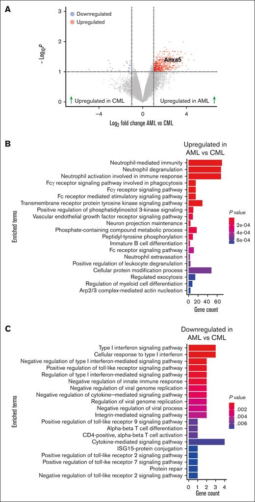 ANXA5 expression is increased in mesenchymal cells of mice with MLL-AF9+ AML. (A) Volcano plot summarizing all differentially expressed genes in Col2.3kb-GFP+ osteoblastic cells (mesenchymal cells) from the BM of mice with MLL-AF9+ AML vs CML. Significantly upregulated and downregulated genes are shown in red vs blue, respectively. Anxa5 is labeled. The retroviral transduction/transplantation models of BCR-ABL1+ CML and MLL-AF9+ AML (15, 16) were used. (B-C) Gene ontology analysis of significantly upregulated (B; P value between .0004 and .0006) or downregulated (C; P value between .002 and .006) genes in Col2.3kb-GFP+ osteoblastic cells (mesenchymal cells) from the BM of mice with AML vs CML as in panel A. The bar graph summarizes nonredundant terms with P values provided by the color coding. Mice in the retroviral transduction/transplantation model of CML were euthanized on day 19 and the mice in the AML model on day 45 after transplantation. On day 15, the percentage of GFP+ (BCR-ABL1+) CD11b+ cells in peripheral blood in CML was ∼32%. On day 39, the percentage of GFP+ (MLL-AF9+) Gr1+ cells in peripheral blood in AML was ∼50%.