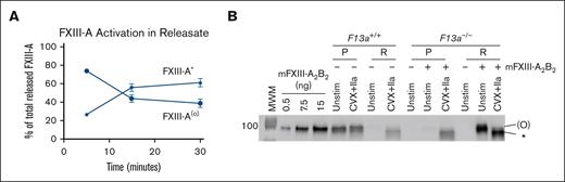 Released FXIII-A is cleaved by thrombin, whereas platelet-derived FXIII-A that remains associated with the platelet is protected from thrombin cleavage. (A) Quantification of relative FXIII-A(°) and FXIII-A∗ in the releasate of CVX plus thrombin (IIa)–stimulated platelets as in Figure 2A-C. The data show mean ± SEM of 5 separate donors. (B) Representative immunoblot of FXIII-A in pellets (P) and releasate (R) from experiments with washed platelets from F13a1+/+ or F13a1−/− mice unstimulated or stimulated with CVX plus IIa in the absence (for F13a1+/+ platelets) or presence (for F13a1−/− platelets) of exogenous mouse FXIII (mFXIII-A2B2) for 30 minutes (n = 3). Proteins from ∼1.5 × 106 platelets were loaded. FXIII-A species are labeled on the right of the immunoblot as (O) (representing zymogen FXIII-A or nonproteolytically activated FXIII-A°) and ∗ (representing FXIII-A∗).