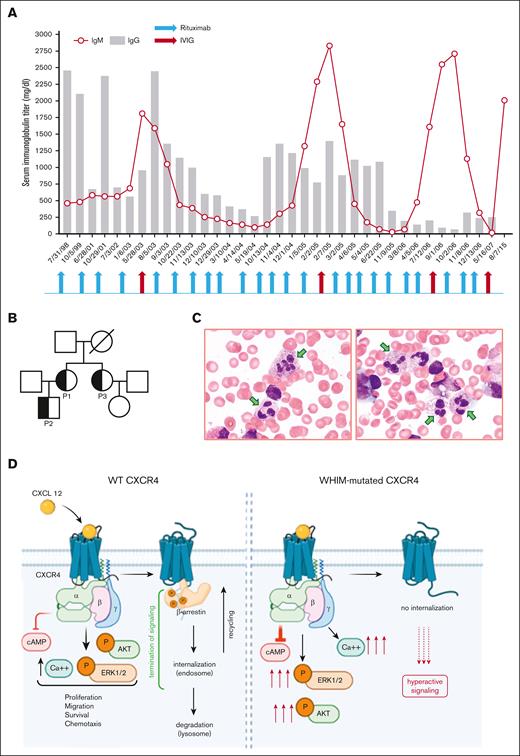 Patient characterization. (A) Serum immunoglobulin titer (IgM and IgG) in P1 show reduced serum IgG and, with IVIG replacement, serum IgM levels dramatically increased. The timing of rituximab and IVIG infusions is shown. (B) Family pedigree. Patients are indicated. (C) Bone marrow aspirate from P1 showing myelokathexis: arrows show degenerative changes and hypersegmentation of mature neutrophils. (D) Schematic representation of signaling pathways activated downstream of the CXCR4 receptor and the effect of the mutations.