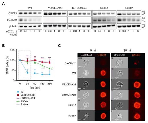 Functional assays in CXCR4 variants: impaired termination of CXCR4 signaling. (A) CXCR4 phosphorylation. HEK-293T cells expressing CXCR4 WT or mutants were stimulated with 100 nM rhCXCL12 for 20 minutes, and 1, 3, and 6 hours, and the whole-cell lysates were analyzed by western blot (WB) to determine CXCR4 phosphorylation (Ser324/325) and total CXCR4 levels; β-actin was used as loading control. Data show a representative WB of 4 independent experiments. (B) Stable WT and mutant CXCR4 NALM6 cells were stimulated with 100 nM rhCXCL12 for 30 minutes, and 1, 3, and 6 hours, and the surface expression of CXCR4 was measured by flow cytometry (left panel). (C) Data are expressed as precent (%) of remaining surface CXCR4. Values represent mean ± standard deviation of 5 independent experiments.