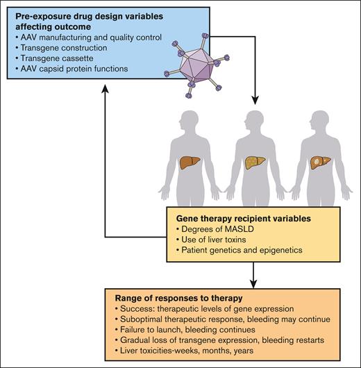 Multifarious variables causing unpredictable responses to AAV gene therapy. Many variables, known and unknown, contribute to the success of AAV gene therapy and define the benefit-risk balance for individuals and for disease populations.3,5 The manufacturing process remains poorly defined, with lot-to-lot variability and inconsistent scale-up. Each recipient has a unique phenotype based upon their genetics and epigenetic influences. Collectively, these variables dictate the range of individual response to gene therapy, from durable therapeutically beneficial effects to suboptimal responses and durability. Predictability of individual responses is not yet possible because biomarkers for host hepatocyte condition and host defenses are not well established. Professional illustration by Patrick Lane, ScEYEnce Studios.