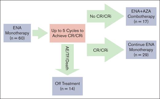 Patients with suspected AML harboring IDH2 R140/R172 mutations were screened under the Beat AML Master Trial and consented for this study (n = 64). Eligible patients started on ENA monotherapy with up to 5 cycles to achieve a CR or CRi (n = 60). Patients who achieved a CR/CRi by 5 cycles continued on ENA monotherapy until relapse (n = 29). Patients who did not achieve a CR/CRi started ENA plus AZA combination therapy (n = 17). Patients who experienced treatment failure, death, withdrew, or an adverse event warranting discontinuation during the first 5 cycles of ENA monotherapy went off study (n = 14). Patients were accrued in 2 stages, n = 24 and n = 36, respectively.