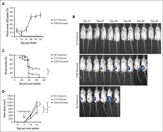 In vivo functions of CD19 CAR T cells. (A) NSG mice were injected IV with 1 × 106 CD19 CAR T cells transduced either after IL-7 culture or CD3 activation (n = 6 per group). Flow cytometry analysis for CD3+ human T cells was performed on peripheral blood samples obtained every 14 days. Graph depicts the mean of 3 at each time point per group, with error bars representing standard deviation. (B) NSG mice were injected intraperitoneally with 1 × 105 luciferase expressing Raji cells. On day 7 after injection, mice were treated IV with 1 × 106 CD19 CAR T cells transduced either after IL-7 culture or CD3 activation (n > 8 per treatment group). Mice injected with Raji cells that received no treatment were used as controls. The graph depicts in vivo bioluminescence of tumors from 2 representative mice from each group at each time point. (C) Kaplan-Meier survival curve of Raji-injected mice. Statistically significant differences in survival were determined by log-rank test. CD3 activated compared to control ∗P = .0102; IL-7 cultured compared to control ∗∗P = .0013; IL-7 cultured compared with CD3 activated ∗P = .0211. The graph depicts 2 experiments with a total of 18 mice per group. (D) NSG mice were injected subcutaneously with 5 × 106 Raji cells. Mice with palpable tumors were treated IV on day 7 with 1 × 106 CD19 CAR T cells transduced either after IL-7 culture or CD3 activation. Tumor-bearing mice receiving no treatment were used as controls (n = 5 mice per each group). Data represent the mean at each time point with error bars indicating standard deviation. Statistically significant differences in tumor size were determined by 2-tailed Wilcoxon rank sum test. CD3 activated compared with control ∗P = .0317; IL-7 cultured compared with control ∗∗P = .0079; IL-7 cultured compared with CD3 activated ∗∗P = .0079.