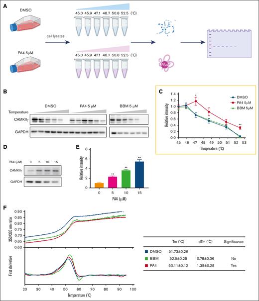 PA4 is a potent CAMKIIγ inhibitor. (A) Scheme of CETSA assay. (B) H9 cells were treated with DMSO or 5 μM PA4 for 1 hour. Next, the cells were collected in PBS and heated from 45°C to 52.5°C. Then, the proteins were extracted and subjected to western blot analysis of indicated proteins expression level. (C) The quantitative analysis of CAMKIIγ shown in panel B. (D) H9 cells were pretreated with 0, 5, 10, or 15 μM PA4 for 1 hour and then heated at 55°C. The western blot analysis of CAMKIIγ expression level. (E) The quantitative analysis of CAMKIIγ expression level from panel D. Data were expressed as mean ± standard deviation (SD), n = 3; ∗P < .05 and ∗∗P < .01 vs DMSO treatment. (F) The ratio of fluorescence 350:330 nm and the first derivatives of the transition curves from nano-DSF assay were plotted against the temperature. The melting temperature (Tm) values are derived from the maxima of the obtained first derivative curves. dTM, deviation of Tm.