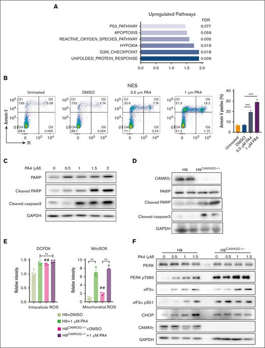 PA4 enhances ROS generation to induce lymphoma cell apoptosis. (A) Summary of gene-set enrichment analysis reveals the overrepresentation of indicated pathways in PA4 treated group. Genes are ranked into an ordered list based on relative expression in control and PA4-treated H9 cells. (B) Cells were treated with indicated dosages of PA4 for 24 hours and stained with annexin V and 4′,6-diamidino-2-phenylindole for apoptosis analysis. Data are shown as mean ± SD, n = 3. ∗∗P < .01 vs DMSO treatment (C) and H9 wild-type and H9CAMK2G−/− cells (D). (E) Cells were treated with DMSO or 1 μM PA4 for 24 hours and stained with 2′,7′-dichlorodihydrofluorescein diacetate (H2DCFH-DA) for intracellular ROS, and MitoSOX for mitochondrial superoxide analysis. Data are shown as mean ± SD, n = 3. ∗∗P < .01 and ##P < .01 vs H9 + DMSO treatment. (F) Representative western blots for ER stress markers after PA4 treatment in wild-type H9 and H9CAMK2G−/− cells for 24 hours. CHOP, C/EBP homologous protein; FDR, false discovery rate; G2M, cell cycle 2 phase to M phase transition; PARP, poly-(adenosine 5′-diphosphate–ribose) polymerase.