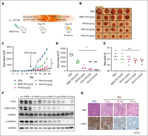 PA4 inhibits tumor growth in vivo. (A) Scheme of H9-induced lymphoma in NSG mouse model, and pharmacological inhibition by PA4. Representative images of tumors (B) and tumor growth curve (C) of NSG mice treated with either PBS, BBM, or PA4. (D) Tumor size at end point of the 30th day. ∗∗P < .01 vs PBS group; ##P < .01 vs PA4 5-mg/kg group. (E) Body weight of mice in indicated groups. No statistical significance (ns) vs PBS group. (F) Representative western blot analysis of CAMKIIγ and c-Myc protein in tumor tissues from PA4 and PBS groups. GAPDH is used as loading control. (G) Representative images of hematoxylin and eosin (H&E) and immunohistochemical staining of c-Myc with sections of tumors from PA4 and PBS groups.