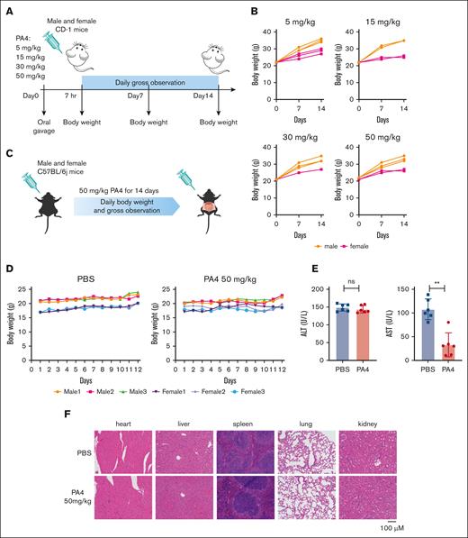 Mouse pilot toxicity study of PA4. (A) Scheme of short-term safety assessment in CD-1 mice. (B) Body weight of CD-1 mice after being orally administrated with indicated dosages of PA4 once. (C) Scheme of subacute toxicity assessment in C57BL/6j mice. (D) Body weight of mice during oral gavage with PBS or 50mg/kg PA4 daily for 12 days. (E) Serum alanine aminotransferase (ALT) and aspartate aminotransferase (AST) levels after 12-day 50-mg/kg PA4 treatment; ∗∗P < .01. (F) Representative images of H&E staining of indicated organs from PA4 and PBS treatment groups.