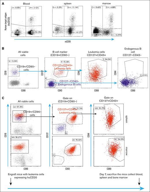 After engraftment into recipient mice, the E2A-PBX1 cell line expressing human T-BsAb targets leads to disseminated leukemia that involves the bone marrow and spleen with circulating leukemia cells. (A) After engraftment of E2A-PBX1 cells expressing huCD123 into recipient mice, huCD123+/mCD19+ leukemia cells can be detected in the blood, spleen, and bone marrow 7 days later. (B) Leukemia cells expressing human antigen can be distinguished from normal B-cell lineage subsets by a combination of surface markers (CD127, CD43, CD69, and CD44). (C) Detection of CD127+/CD43+/CD69+/CD44hi leukemia cells in the bone marrow and spleen.
