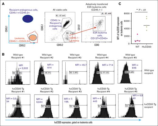 After engraftment into wild-type B6 recipient mice, the expression of huCD20 by leukemia cells was diminished over time, whereas engraftment into huCD20 transgenic recipient mice did not affect the leukemia engraftment nor expression of huCD20. (A) Schema of how to distinguish engrafted E2A-PBX1 leukemia cells (CD45.2 homozygous) from recipient endogenous cells (CD45.1/CD45.2 heterozygous) using congenic markers (B) Human CD20-expressing E2A-PBX1 leukemia cells were engrafted into wild-type and huCD20 transgenic recipient mice. After 8 days, peripheral blood samples were collected, and the expression of huCD20 was measured in leukemia cells using flow cytometry. We observed a reduction in huCD20 expression on leukemia cells in the wild-type recipients (upper panel), whereas no change was seen in the huCD20 transgenic mice (lower panel). (C) The statistical analysis of panel B showed that the downregulation of huCD20 expression level is statistically significant in wild-type mice compared with that in huCD20-Tg mice.